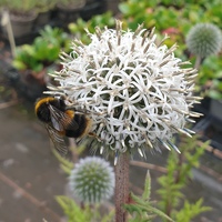 Echinops sphaerocephalus 'Arctic Glow'